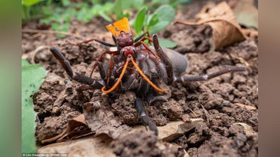 'Ari bahaybat o`rgimchakni er tishlatdi (Video)'ning rasmi