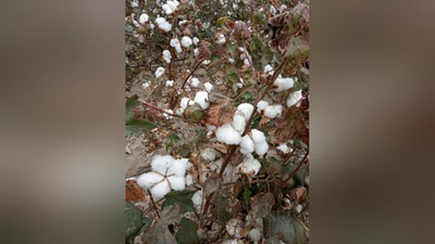 'Chinozda etishtirilgan ilk organik paxta jahon bozoriga chiqish sertifikatiga ega bo`ldi'ning rasmi