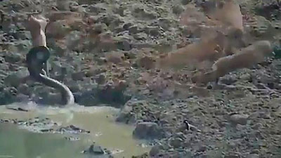 Изрображение 'Молниеносная атака анаконды попала на видео'