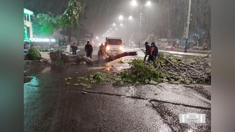 Изрображение 'Апрельский снег в Ташкенте: поваленные деревья, обрывы электросетей и повреждения газовых труб'