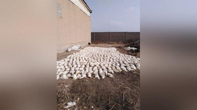 'Elektr o`chgani sabab nobud bo`lgan parrandalar haqini kim to`laydi? – Deputatlar izoh berdi'ning rasmi