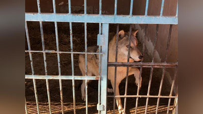Изрображение 'Животных из частного зоопарка в Навои перевезли в Ташкентский зоопарк (видео)'