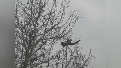 Изрображение 'На Юнусабаде сняли с дерева запутавшегося в ветках орла (фото, видео)'