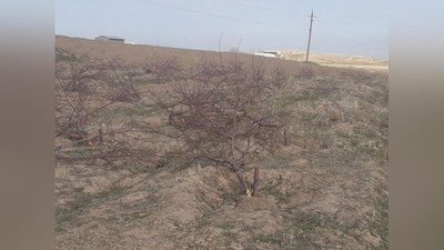 'Yakkabog`da fermer xo`jalikning suvsiz erda 5 yil avval ekilib, meva beray deb qolgan 80 tup bodom daraxti bir kechada payhon qilindi (video va foto)'ning rasmi