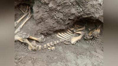 Изрображение 'Скелет странного существа нашли в Намангане (фото, видео)'