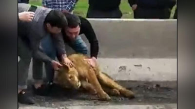 'Samarqandda sher bolasini avtomashinada olib ketayotgan shaxs ushlangan'ning rasmi