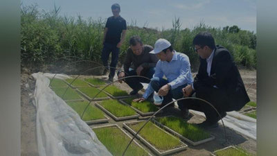 'O`zbekistonda sholidan bir yilda ikki marta hosil olish imkoniyati yaratildi'ning rasmi