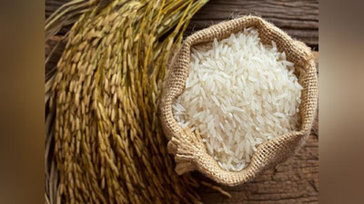 'Sholi etishtirish bo`yicha yangi tajribalar joriy etiladi'ning rasmi