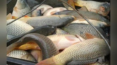 'Qaysi hududda eng ko`p baliq ovlangan?'ning rasmi