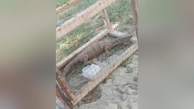 'Samarqanddagi xonadonlarning biriga 1 metrli echkiemar kirib qoldi'ning rasmi