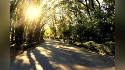 Изрображение 'Ученые: Деревья способны снижать жару в городах на 12 градусов'