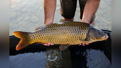 'Namangandagi baliqchilik xo`jaligida baliq boqishga mo`ljallangan 6 ta sun`iy ko`l tashkil qilindi'ning rasmi