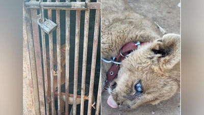 '"O`zbekistonga xususiy hayvonot bog`lari kerakmi?"'ning rasmi