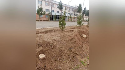 'Қарши давлат университетида 40га яқин дарахт кесиб ташланди'ning rasmi