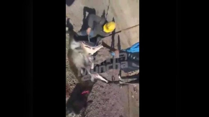 'Китоб туманидаги хорижий корхонада эшак гўшти сўйилаётгани айтилмоқда'ning rasmi