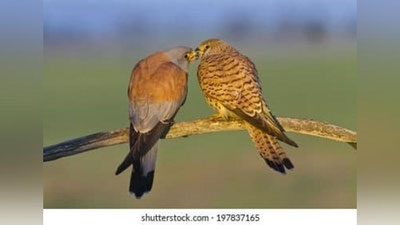 '“Марказий Қизилқум” миллий табиат боғи ва “Оқтоғ-Томди” давлат қўриқхонаси ташкил этилади'ning rasmi