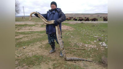 'Ғаллаоролдаги Жума бозор тарафда 3 метрлик илон чиққани ростми?'ning rasmi