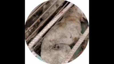 'Оҳангаронда ИИБ ходимлари ҳайвонларни шафқатсизларча отиб ўлдираётгани айтилмоқда (видео)'ning rasmi