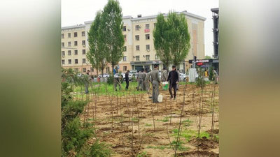 Изрображение 'В Узбекистане стартуют "40 ударных дней" по посадке деревьев'