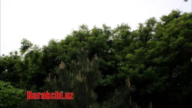 'Эртага Ўзбекистоннинг 5 та ҳудудида қисқа муддатли ёмғир ёғиши кутилмоқда'ning rasmi