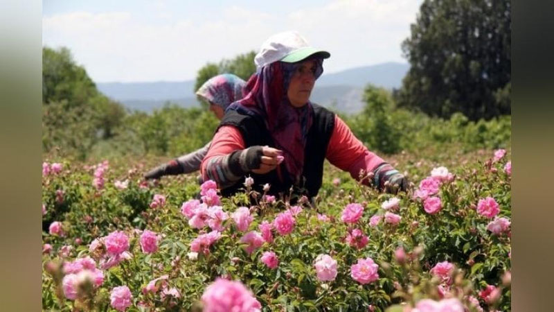 'Turkiyaning atirgul bog`i – Isparta'ning rasmi