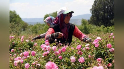 'Туркиянинг атиргул боғи – Испарта'ning rasmi