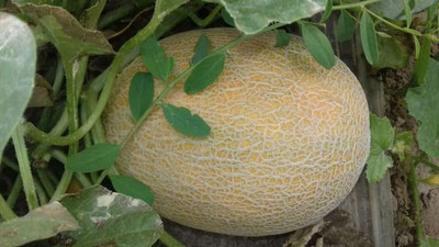 'Қашқадарёда қовун пишди (фото)'ning rasmi