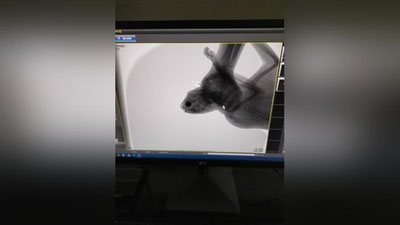 Изрображение 'В Юнусабадском районе неизвестный стрелял в кошку: его личность устанавливается'