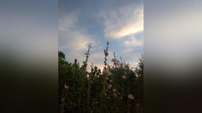 Изрображение 'По Узбекистану сохраняется относительно прохладная погода: прогноз на 7 июля'