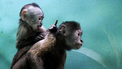 Изрображение 'Врачи объяснили, как отличить оспу обезьян от других инфекций'