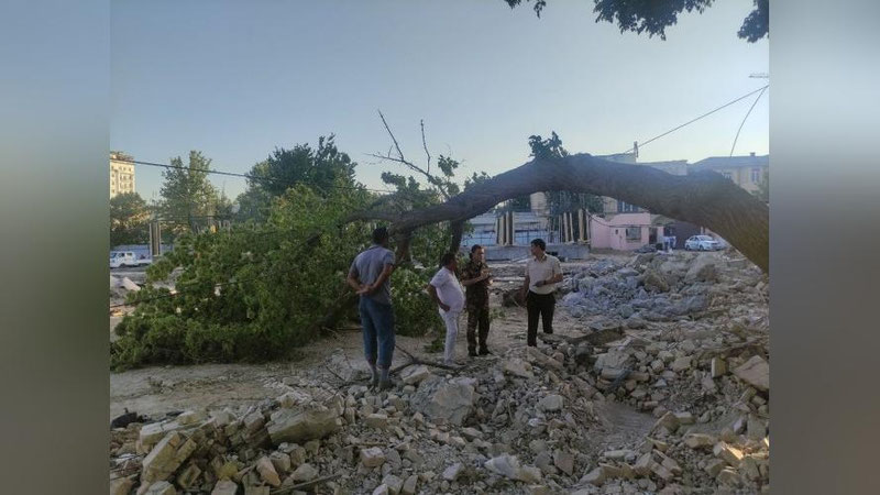 Изрображение 'В Ташкенте во время строительных работ снова пострадало дерево'