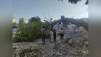 Изрображение 'В Ташкенте во время строительных работ снова пострадало дерево'