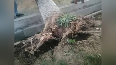 Изрображение 'В управлении экологии Ташкента назвали причину падения дерева у Фархадского рынка'