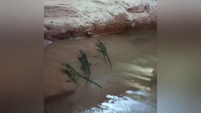 'Aeroportda musodara qilingan 54 ta timsohchalar Toshkent hayvonot bog`iga topshirildi'ning rasmi