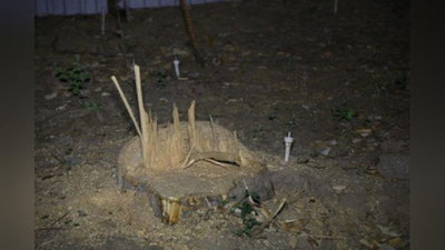 Изрображение 'По факту незаконной вырубки зеленой зоны на Чиланзаре возбуждено уголовное дело'