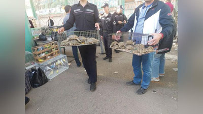 'Toshkentda "Qizil kitob"ga kiritilgan, noyob hayvonlar "pullanmoqda"  (video)'ning rasmi