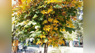 Изрображение 'В Ташкенте потеплеет до +25: погода на 11 октября'