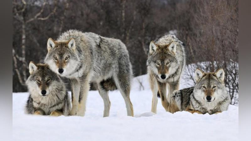 'Surxondaryoda izg`ib yurgan bo`rilar galasi  fotoqopqonga tushdi(video)'ning rasmi