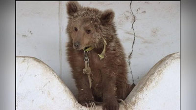 'Surxondaryoda topib olingan ayiq bolasiga nom qo`yish uchun tanlov e`lon qilish rejalashtirilmoqda'ning rasmi