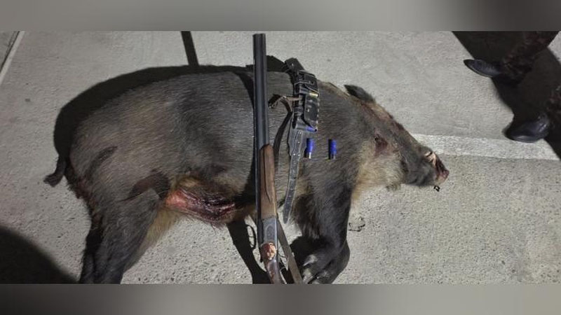 'Sirdaryoda aholiga hujum qilayotgan yovvoyi to`ng`iz otib o`ldirilgani aytildi (video)'ning rasmi