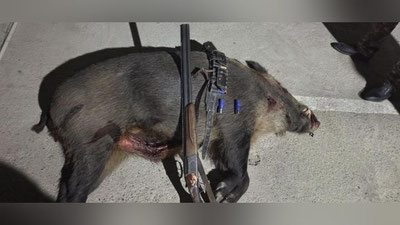 'Sirdaryoda aholiga hujum qilayotgan yovvoyi to`ng`iz otib o`ldirilgani aytildi (video)'ning rasmi