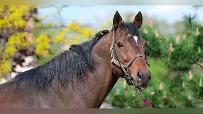 'Ramzan Qodirovning 17 ming evrolik oti o`g`irlab ketildi'ning rasmi