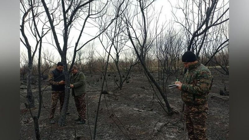 'Sirdaryodagi o`rmon xo`jaligida sodir bo`lgan katta yong`in aybdorlari topildi. Yong`in 295 million 627 ming so`m zarar keltirgan'ning rasmi