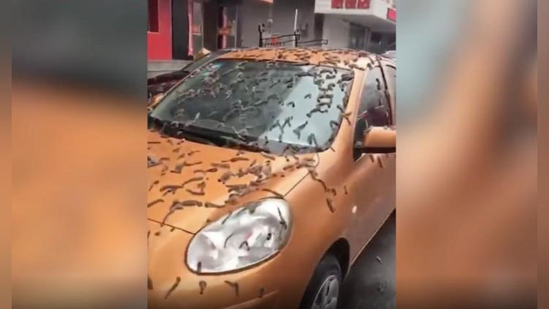 'Xitoyda qurt yomg`iri yog`di'ning rasmi