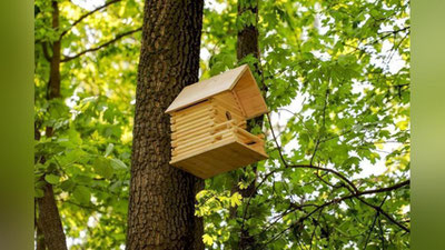 '1 aprel - Xalqaro qushlar kuni (video)'ning rasmi