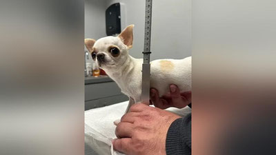Изрображение 'Двухлетнюю чихуахуа по кличке Перл включили в Книгу рекордов Гиннесса (видео)'