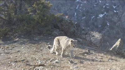'Hisor davlat qo`riqxonasida qor qoploni otib o`ldirilgani rad etildi'ning rasmi