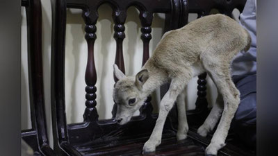 Изрображение 'В Сурхандарье задержали браконьеров, забравших из заповедника детеныша бухарского барана'