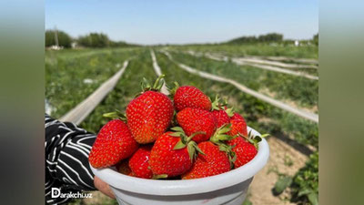 'Sersuv, qip-qizil, totli...  Qulupnayni allergiyaga qarshi tavsiya qilinadigan allergiya qo`zg`atuvchi meva ekanini bilarmidingiz? (fotojamlanma)'ning rasmi