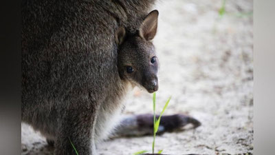 Изрображение 'В Ташкентском зоопарке родился детёныш кенгуру'